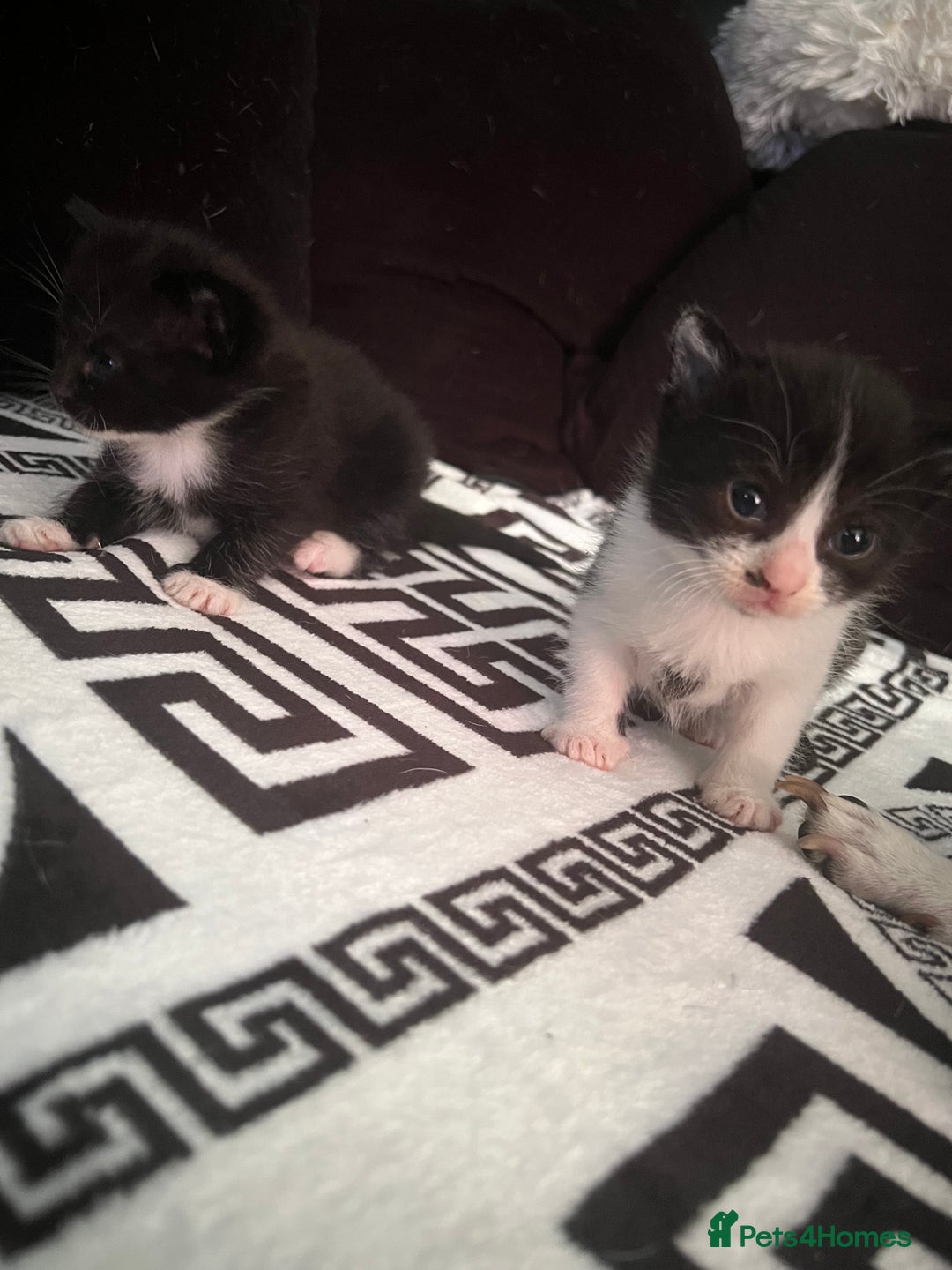 Mixed Breed cats for sale: Toxido kittens  - Image 2
