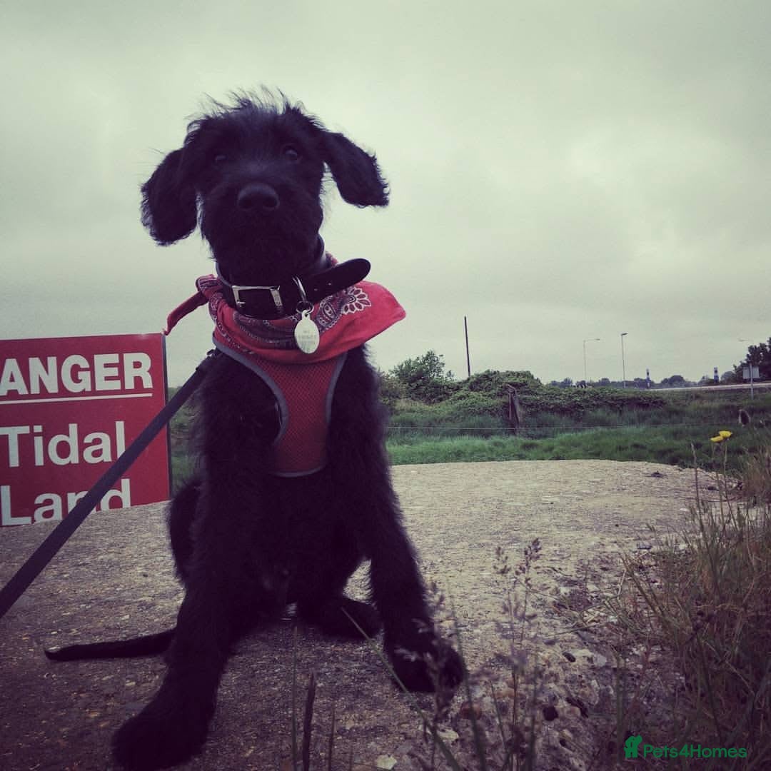 Mixed Breed dogs for sale: Rehoming older labradoodle x Lurcher - Image 11
