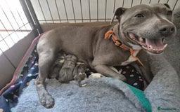 Staffordshire Bull Terrier dogs for sale: Staffy puppies - Image 4