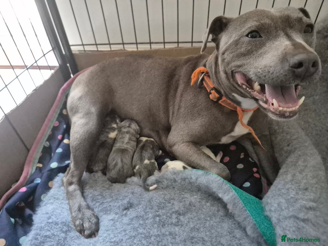 Staffordshire Bull Terrier dogs for sale: Staffy puppies - Image 4