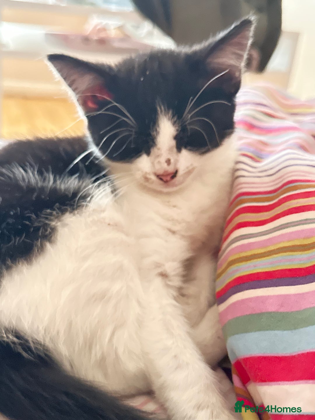 Mixed Breed cats for sale: Moomoo the freckled kitten - Advert 3