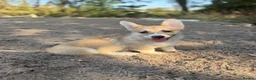 Welsh Corgi Pembroke dogs for sale: PERFECT PEMBROKE PUPPIES - Advert 10
