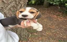 Beagle dogs for sale: BEAUTIFUL KC REG BEAGLES  - Image 9