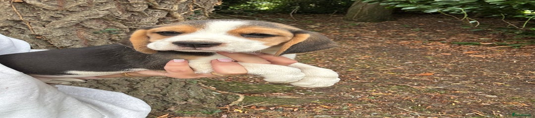 Beagle Puppy 7190