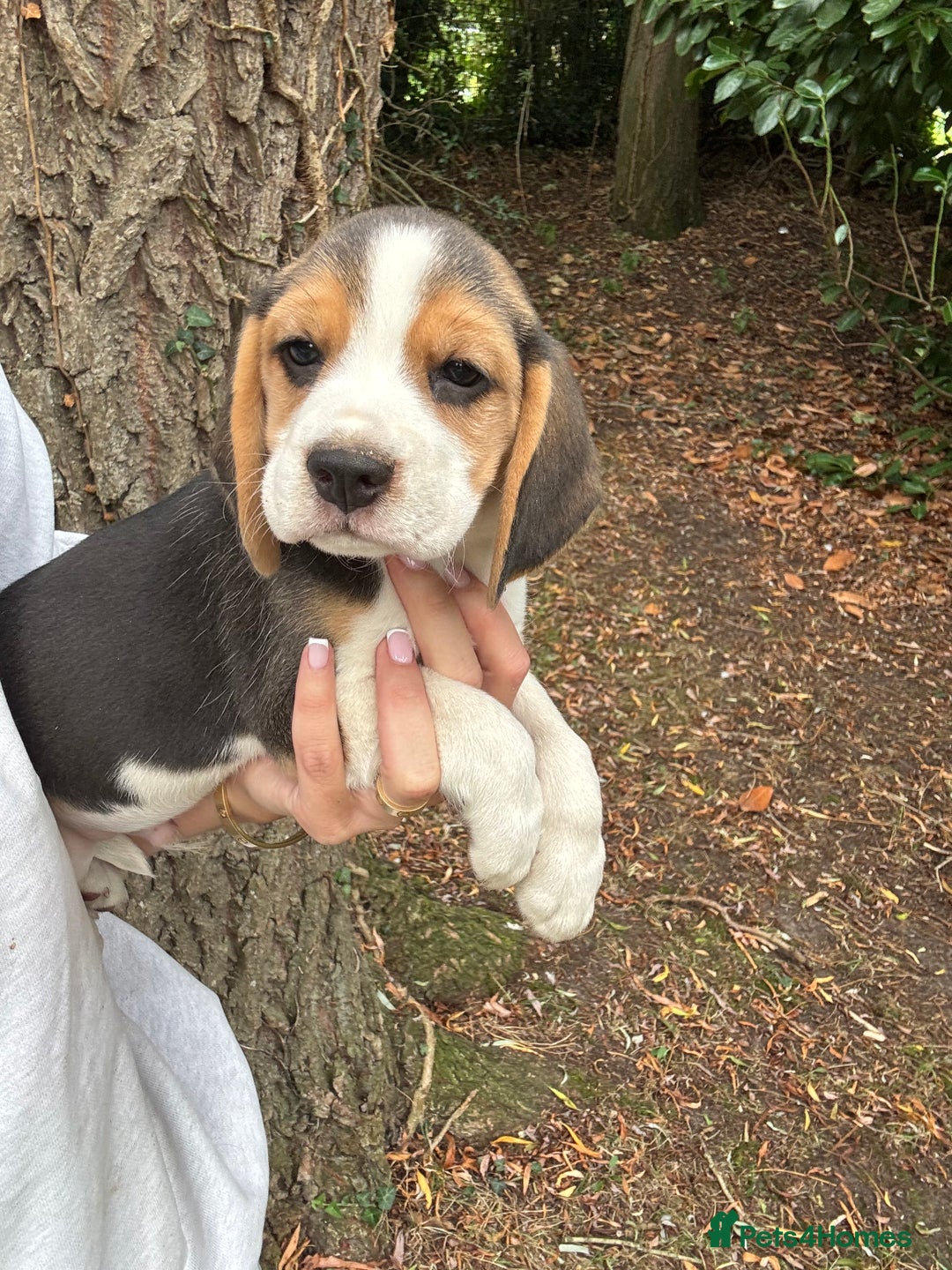 Beagle dogs for sale: BEAUTIFUL KC REG BEAGLES  - Image 9