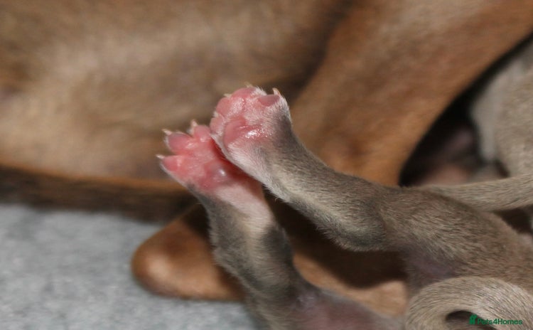 Italian Greyhound dogs - Advert 6