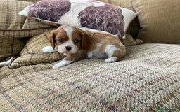 Cavalier King Charles Spaniel dogs for sale: Super KC blenheim pups - health tested parents - Image 5