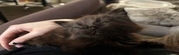 Mixed Breed cats for sale: Beautiful extremely fluffy all black/brown kitten - Advert 3