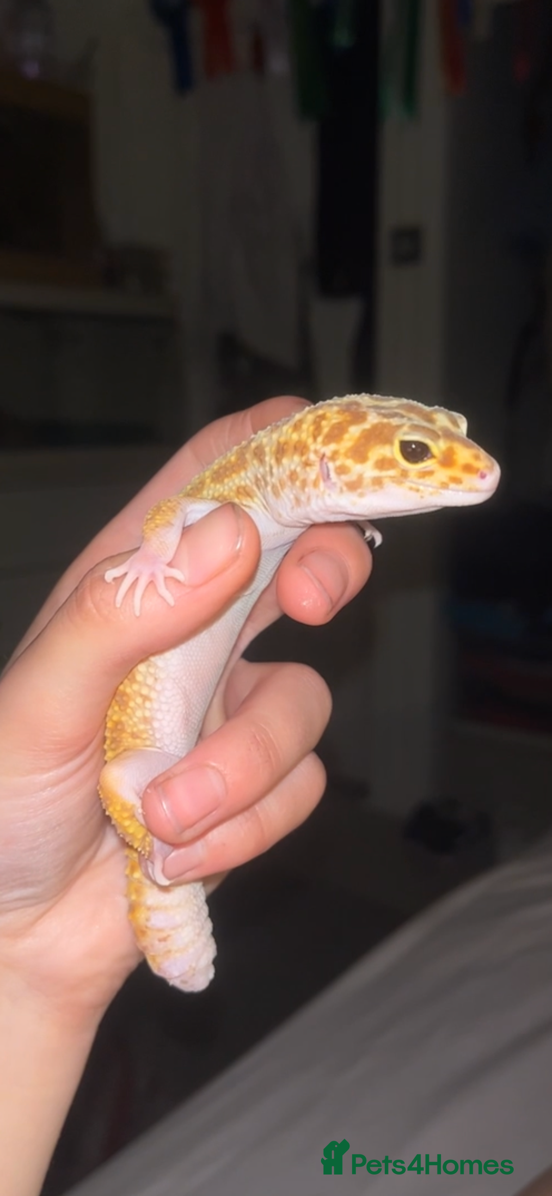 Leopard Gecko reptiles for sale: 5 Yr old Raptor leopard gecko  - Advert 2