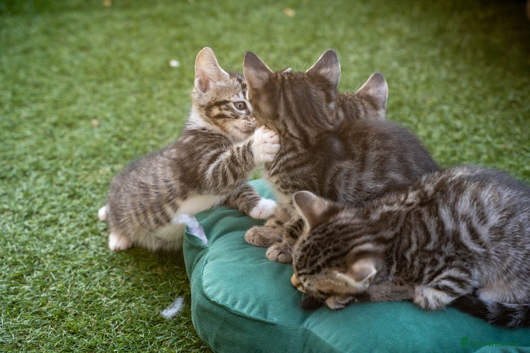 Bengal cats for sale: Gorgeous kittens, Wild-Patterned, Stunning Looks - Image 9