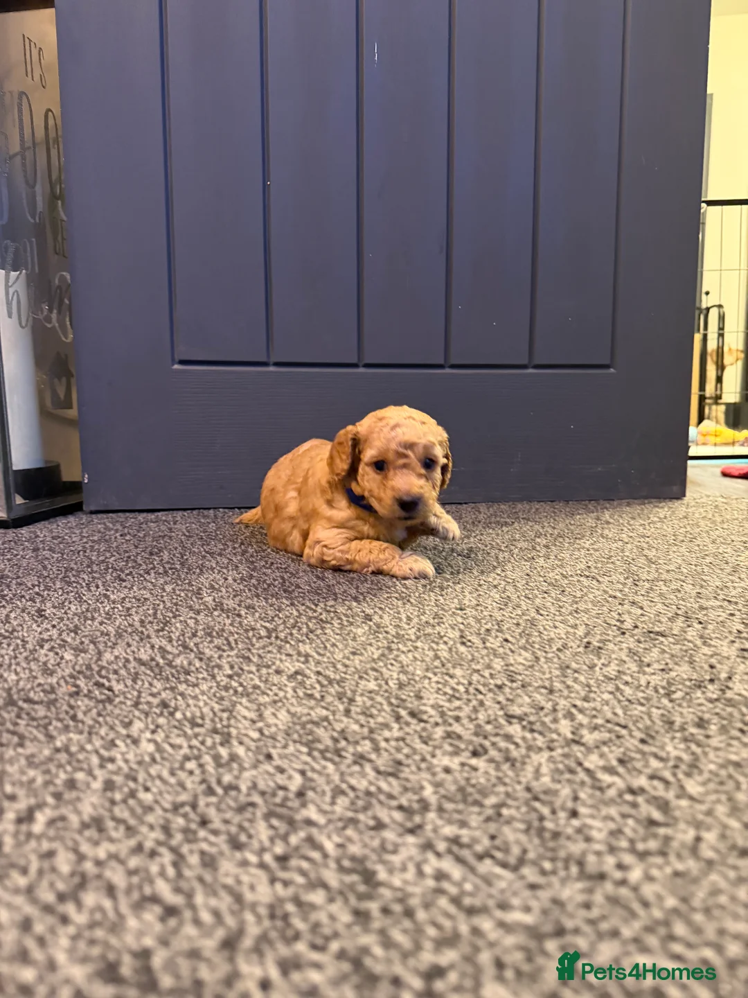 Cockapoo dogs for sale: Beautiful cockapoo puppies  - Advert 13