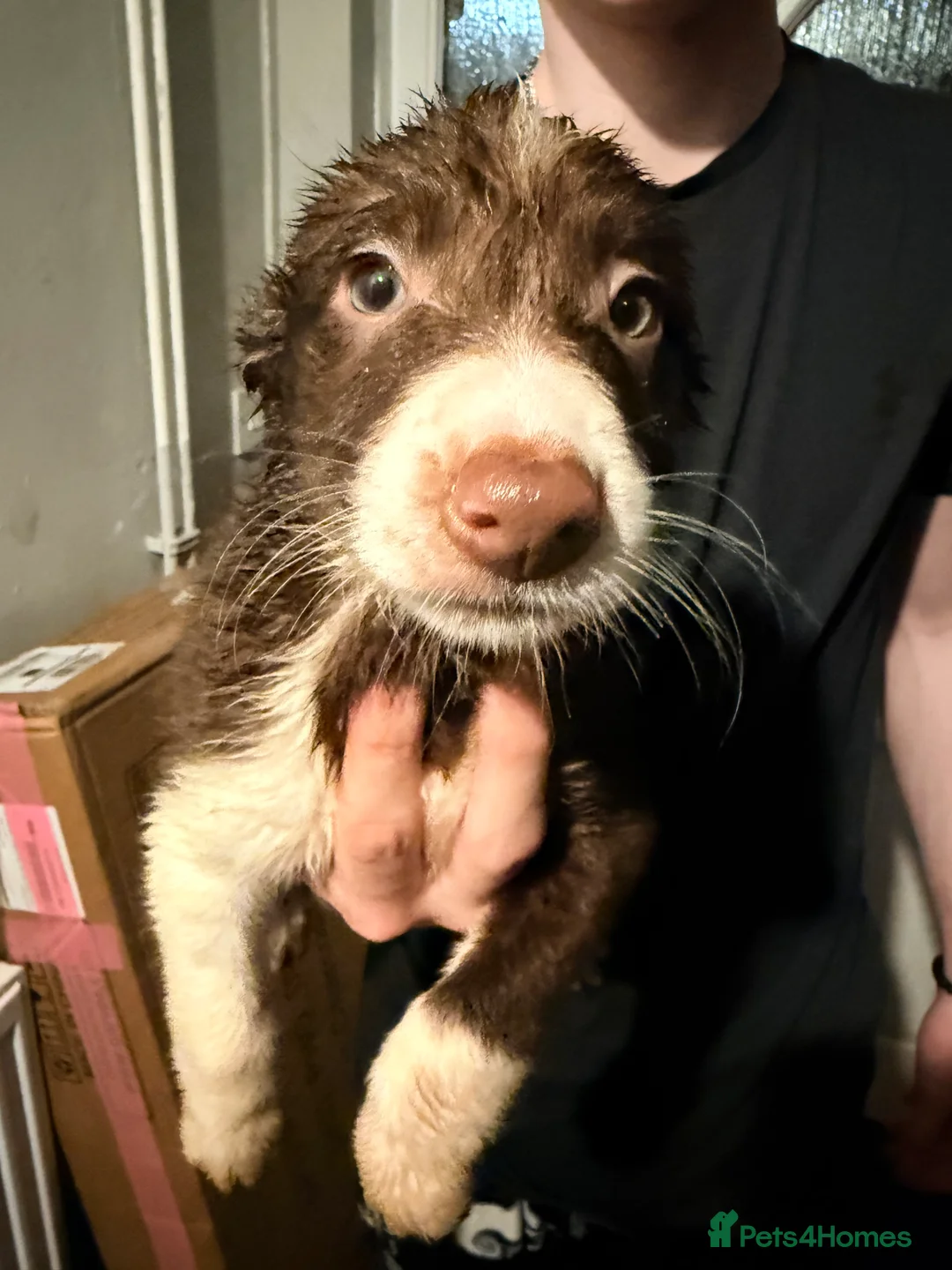 Border Collie dogs for sale: Puppies in Southwell - Advert 12