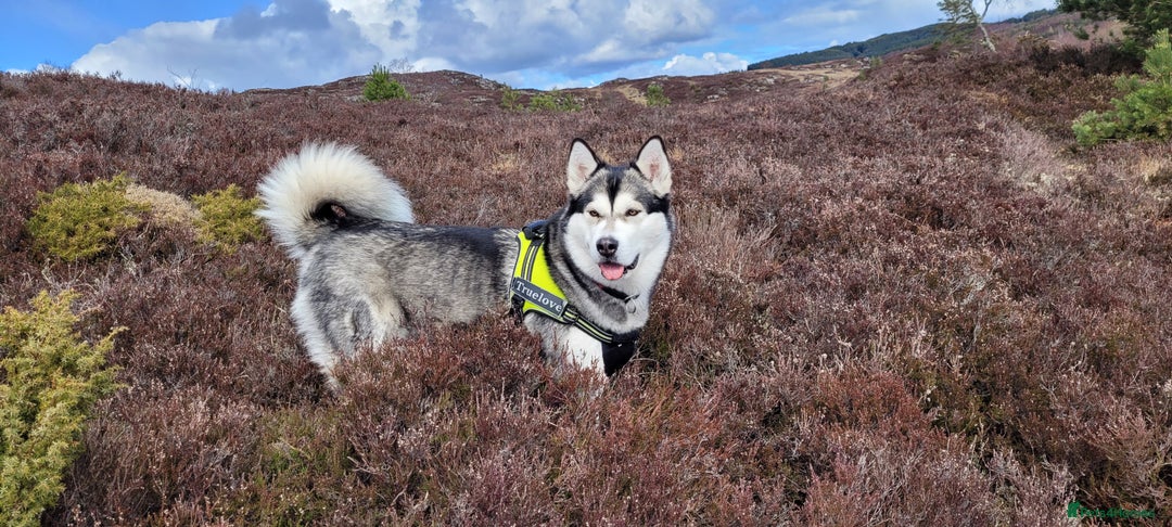 Alaskan Malamute dogs for sale: Litter B  - Advert 1