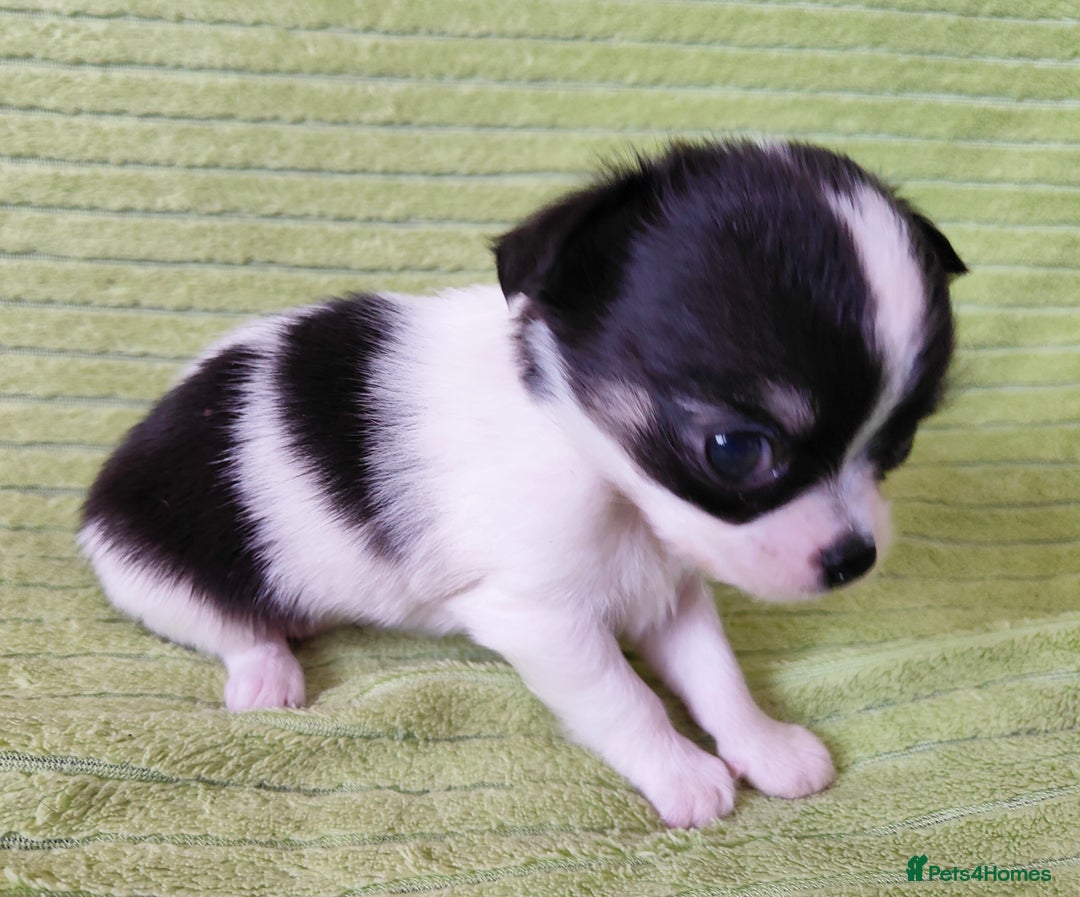 Chihuahua dogs for sale: Amazing Quality Long Coat Chihuahua puppies - Image 15