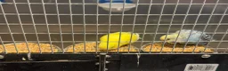 Budgerigars birds for sale: Mixed budgies  - Advert 3