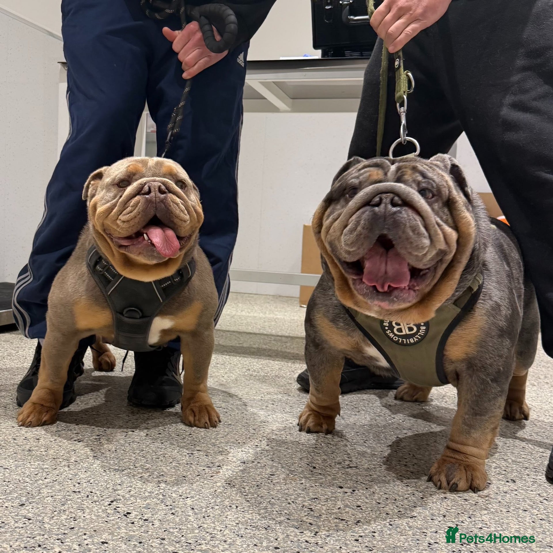 English Bulldog dogs Ready today! English bulldog puppies - Advert 6