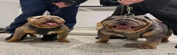English Bulldog dogs for sale: Beautiful English bulldog puppies - Advert 25
