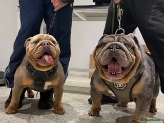 English Bulldog dogs Ready today! English bulldog puppies - Advert 6