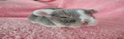 Mini Lop rabbits for sale: Baby mini lops for sale  - Advert 6
