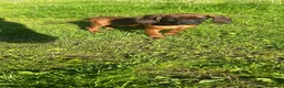 Bavarian Mountain Hound dogs for sale: Bavarian mountain hound pups - Advert 18