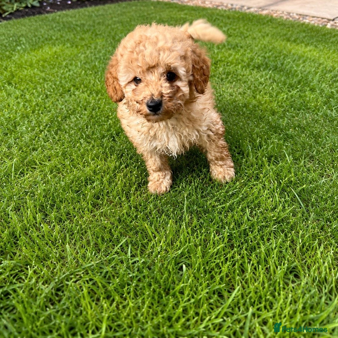 Toy Poodle dogs Toy Poodle Puppies  - Advert 1