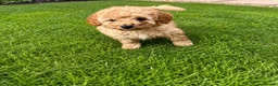 Toy Poodle dogs for sale: Toy Poodle Puppies  - Advert 1