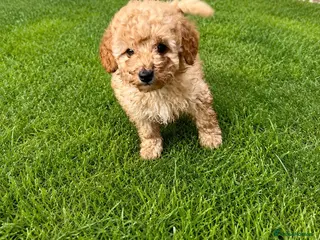 Toy Poodle dogs Toy Poodle Puppies - Advert 1