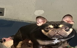 French Bulldog dogs for sale: French Bulldogs looking for FOREVER LOVING HOMES - Image 3