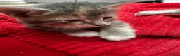 Mixed Breed cats for sale: Kittens for sale - Advert 6