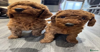 Miniature Poodle dogs - Advert 5