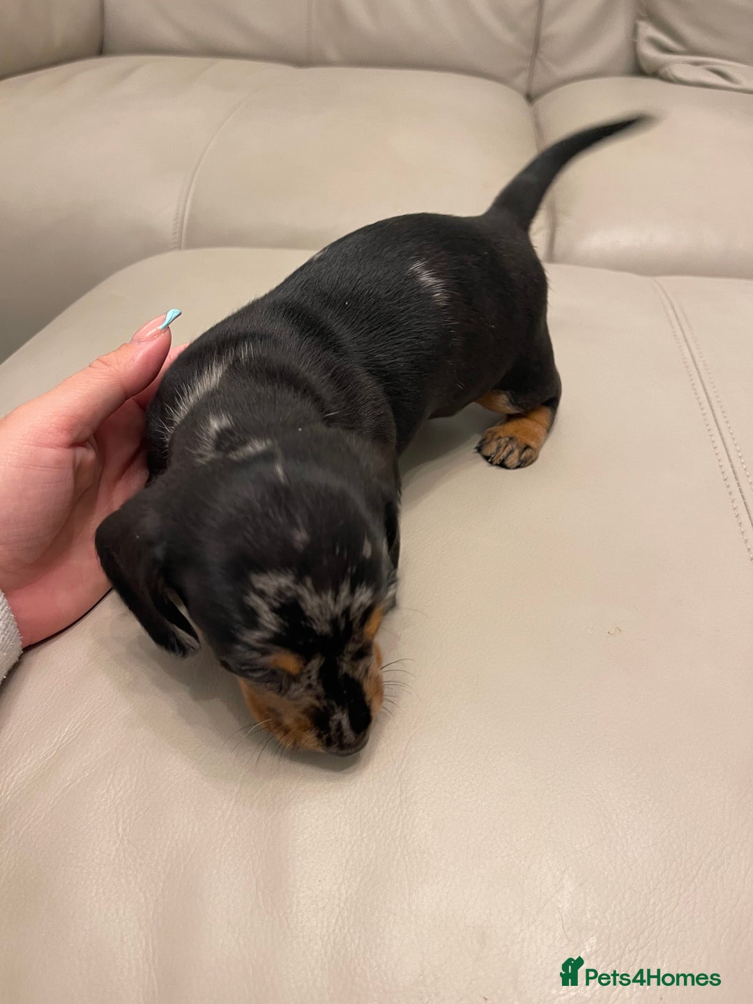 Miniature Dachshund dogs for sale: READY TO LEAVE KC Pedigree Miniature dachshunds - Advert 13