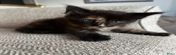 Maine Coon cats for sale: Beautiful Maine Coon Kittens - Advert 5