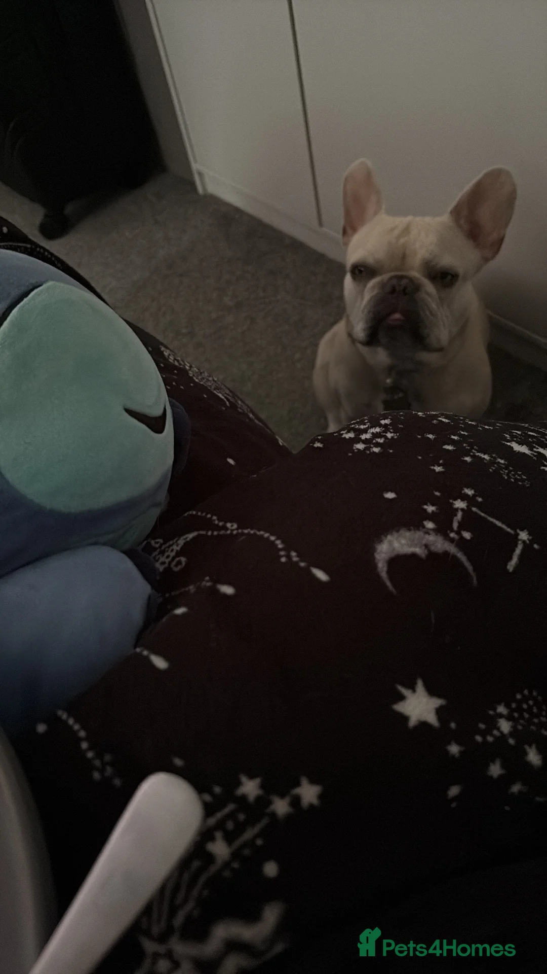 French Bulldog dogs for sale: French bulldog  - Advert 4