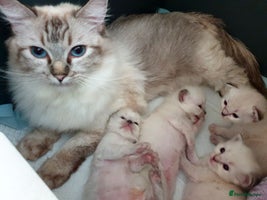 Ragdoll cats - Advert 3