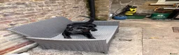 Cane Corso dogs for sale: Cane corso 6months old - Advert 3