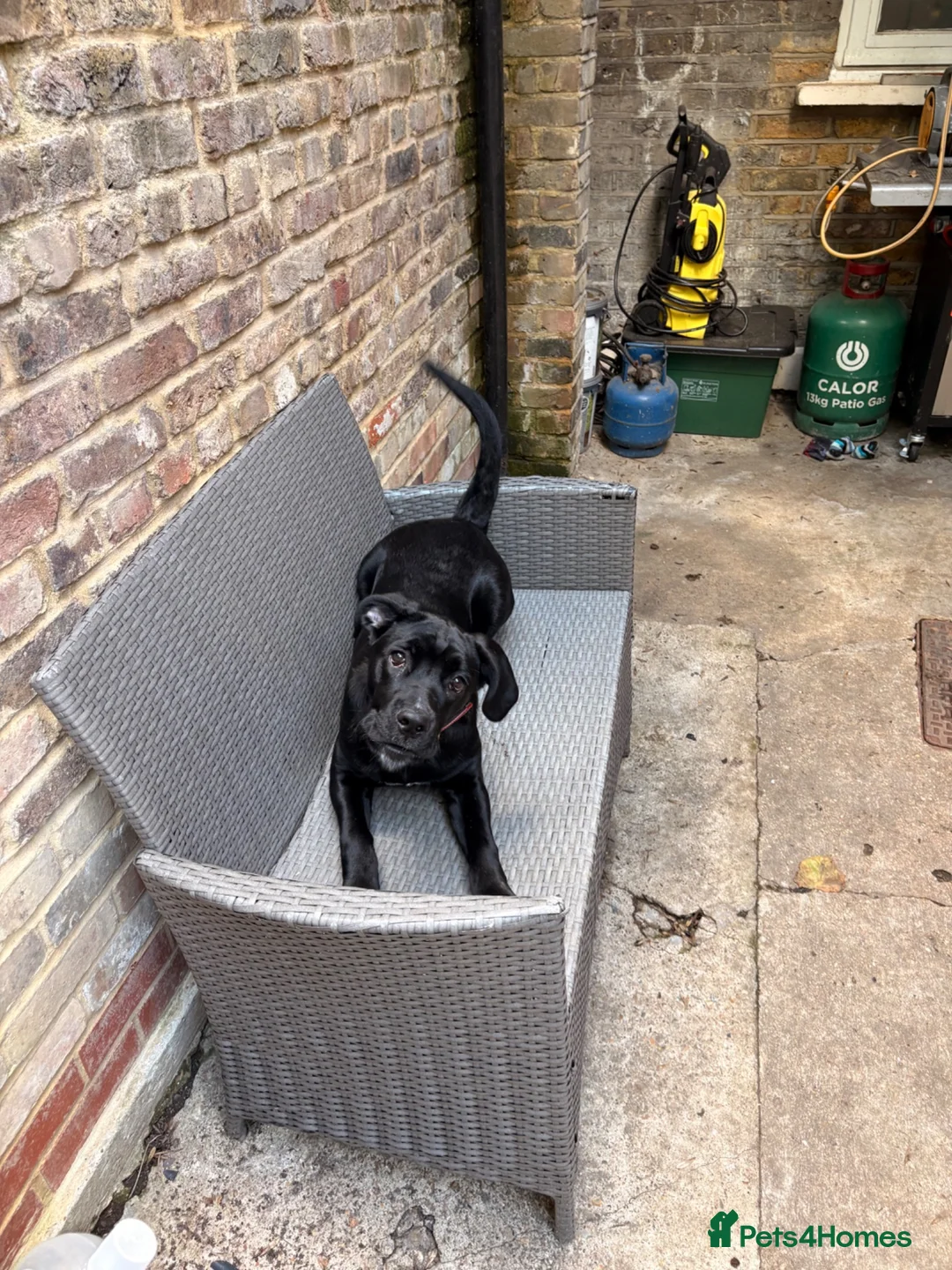 Cane Corso dogs for sale: Cane corso 6months old - Advert 3