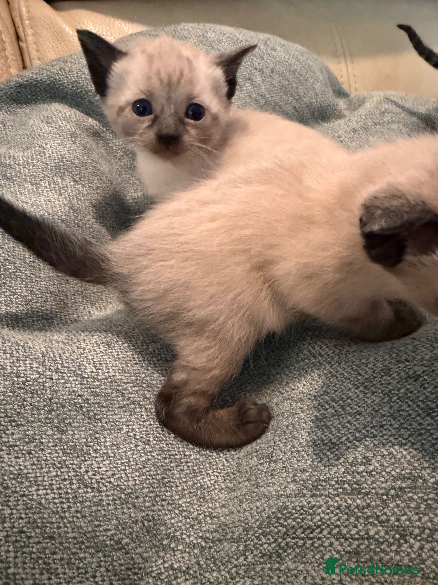 Siamese cats Siamese X  - Advert 2