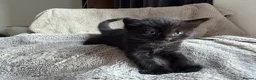 Mixed Breed cats for sale: Little ones - Advert 6