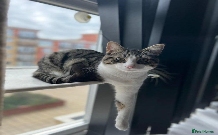 Domestic Shorthair cats - Advert 15