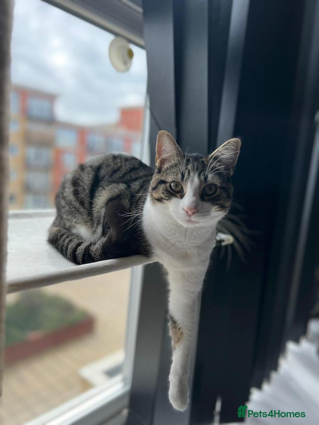 Domestic Shorthair cats for sale: Black and white cat for sale  - Image 1