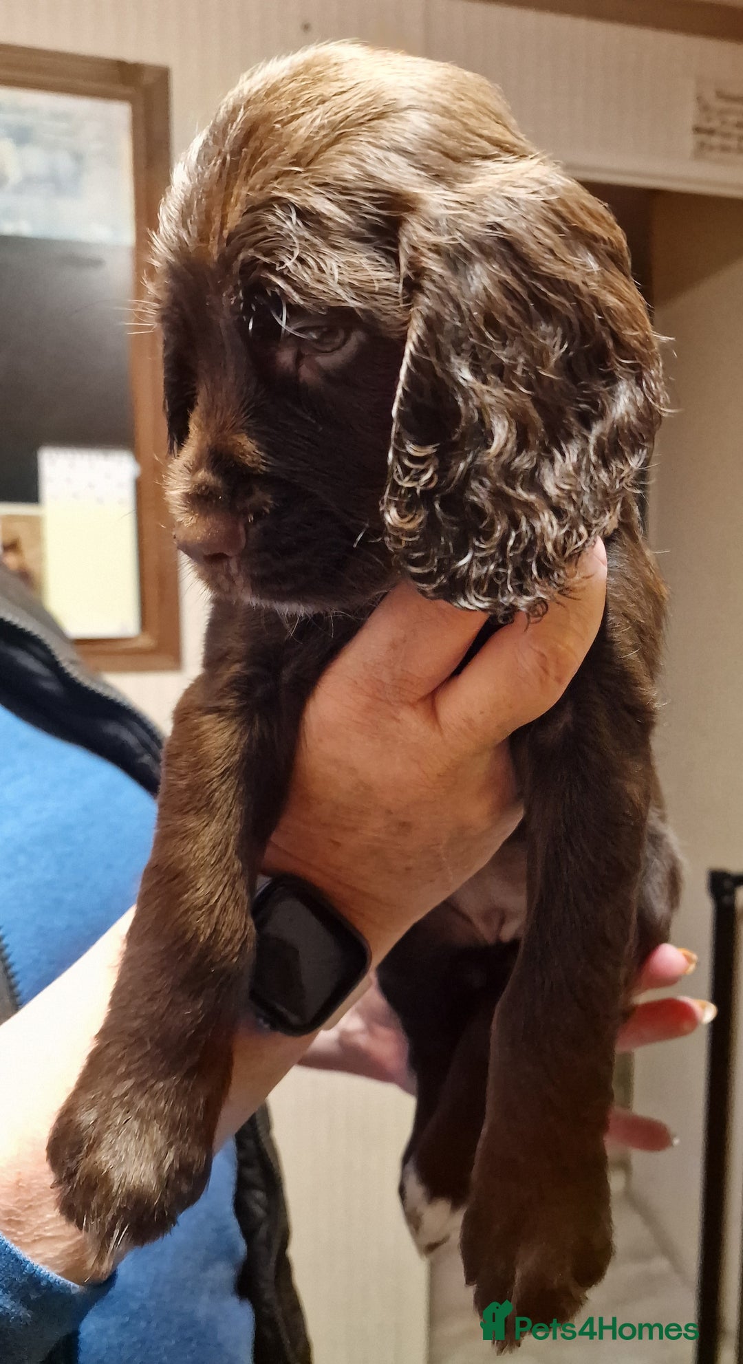 Cocker Spaniel dogs for sale: Working cocker spaniel puppies - Image 2