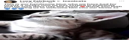 Bengal cats for sale: 🎬 Little Leopard Diaries | TICA BENGAL KITTENS 💎 - Advert 11