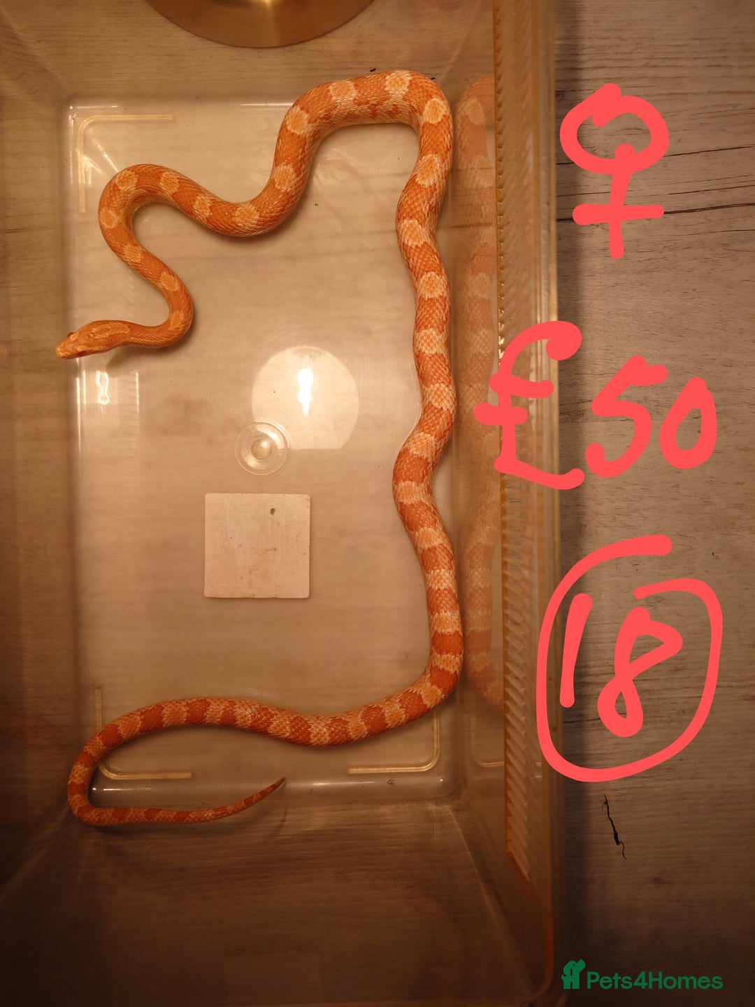 Snake reptiles for sale: My collection of corn snakes. - Advert 8