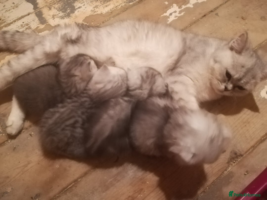 Exotic cats for sale: Exotic kittens - Advert 2