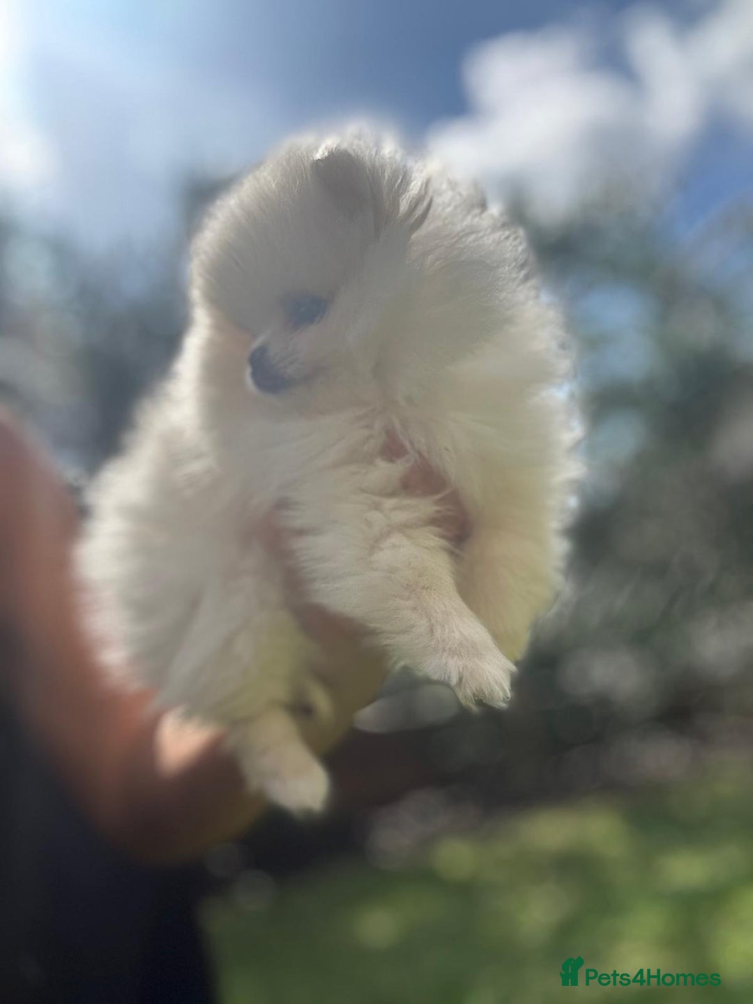 Pomeranian dogs for sale: Quality girl ready now PRINCESS 💕 - Image 19