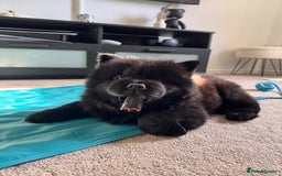 Chow Chow dogs for sale: Black chow chow full pedigree - KC registered  - Image 3