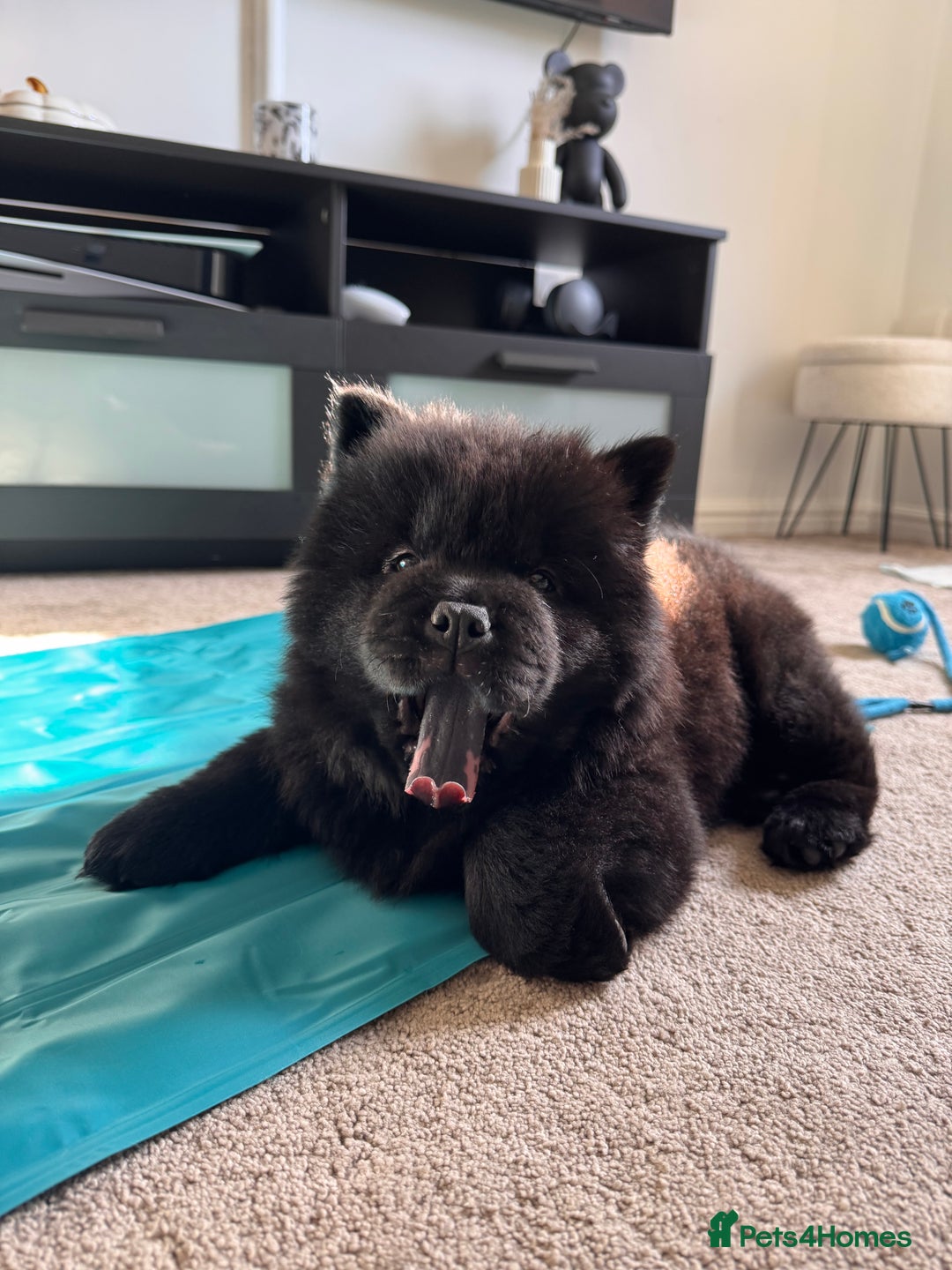 Chow Chow dogs for sale: Black chow chow full pedigree - KC registered  - Image 3