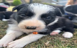 Border Collie dogs for sale: Border collie pups - Image 1