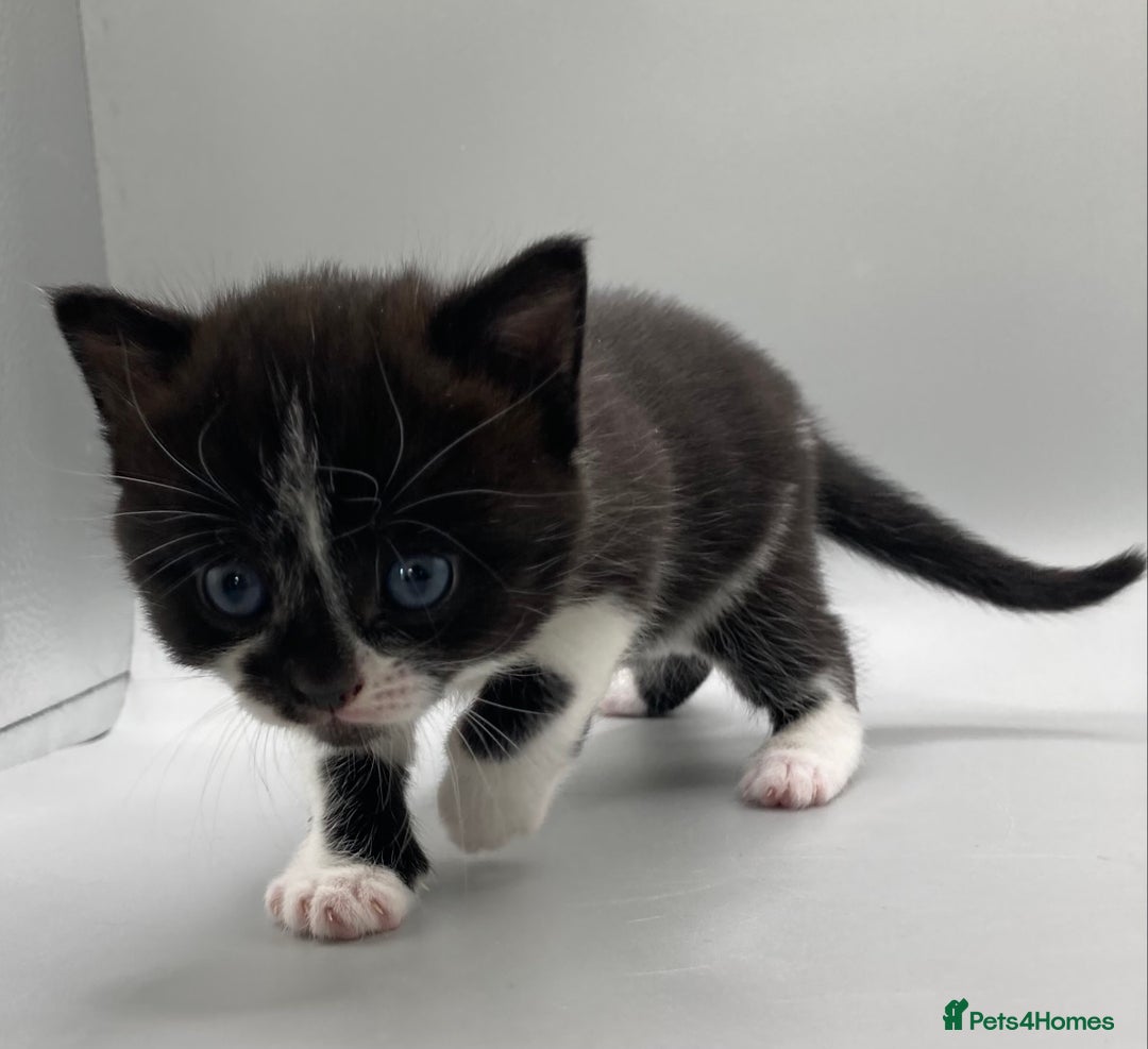 Mixed Breed cats for sale: Beautiful British Shorthair Mix Kittens - Image 8