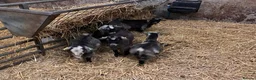 Goats livestock for sale: 12 week old Pygmy weather kids  - Advert 6